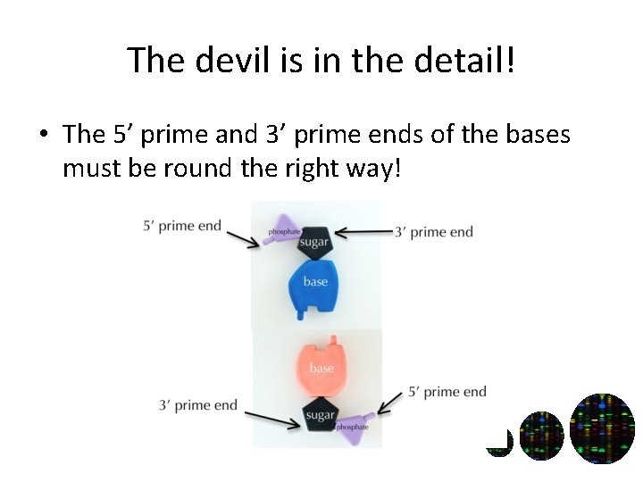 The devil is in the detail! • The 5’ prime and 3’ prime ends