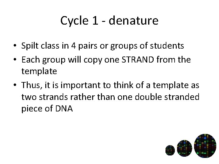 Cycle 1 - denature • Spilt class in 4 pairs or groups of students