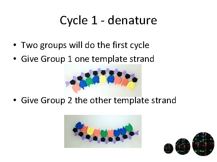 Cycle 1 - denature • Two groups will do the first cycle • Give