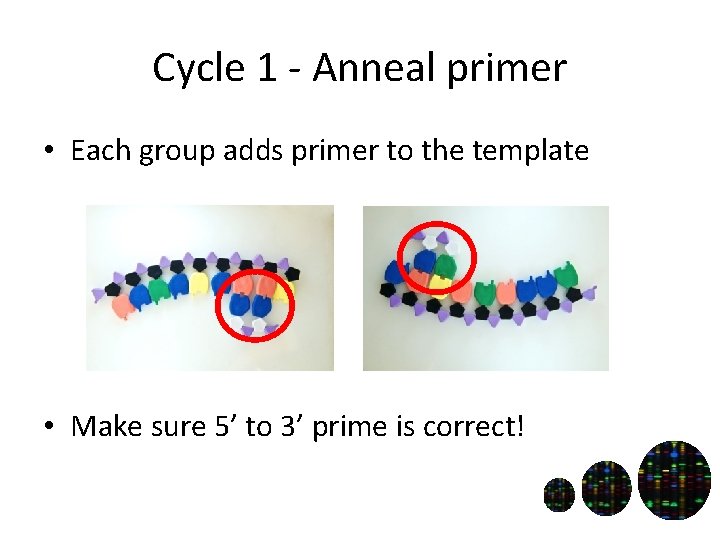 Cycle 1 - Anneal primer • Each group adds primer to the template •