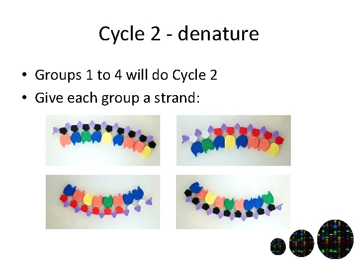Cycle 2 - denature • Groups 1 to 4 will do Cycle 2 •