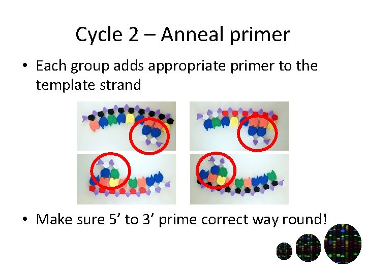 Cycle 2 – Anneal primer • Each group adds appropriate primer to the template