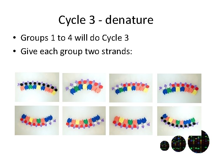 Cycle 3 - denature • Groups 1 to 4 will do Cycle 3 •