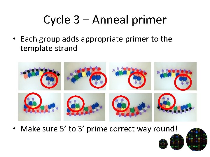 Cycle 3 – Anneal primer • Each group adds appropriate primer to the template