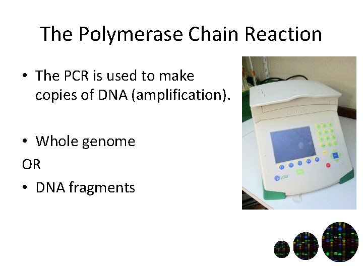 The Polymerase Chain Reaction • The PCR is used to make copies of DNA