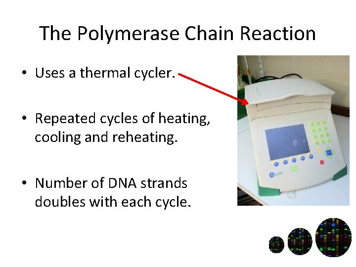 The Polymerase Chain Reaction • Uses a thermal cycler. • Repeated cycles of heating,