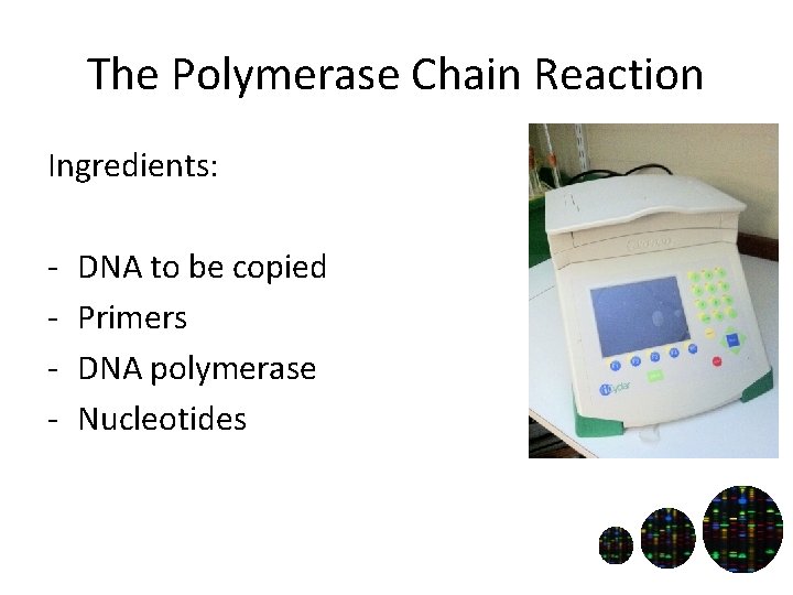 The Polymerase Chain Reaction Ingredients: - DNA to be copied Primers DNA polymerase Nucleotides