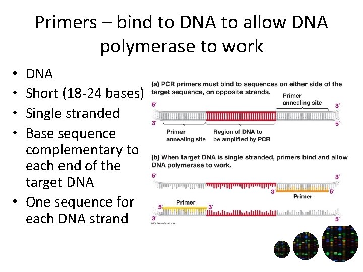 Primers – bind to DNA to allow DNA polymerase to work DNA Short (18