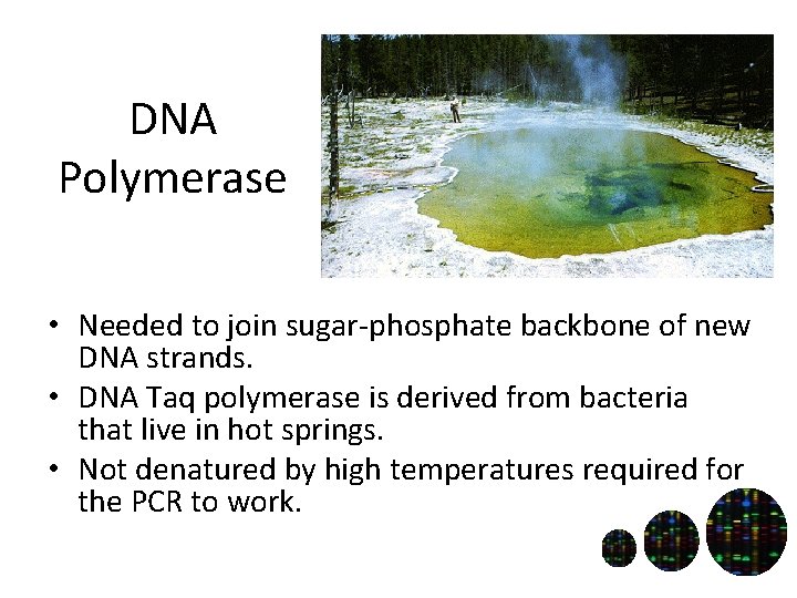 DNA Polymerase • Needed to join sugar-phosphate backbone of new DNA strands. • DNA