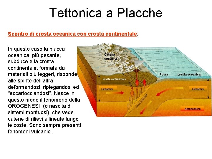 Tettonica a Placche Scontro di crosta oceanica con crosta continentale: In questo caso la