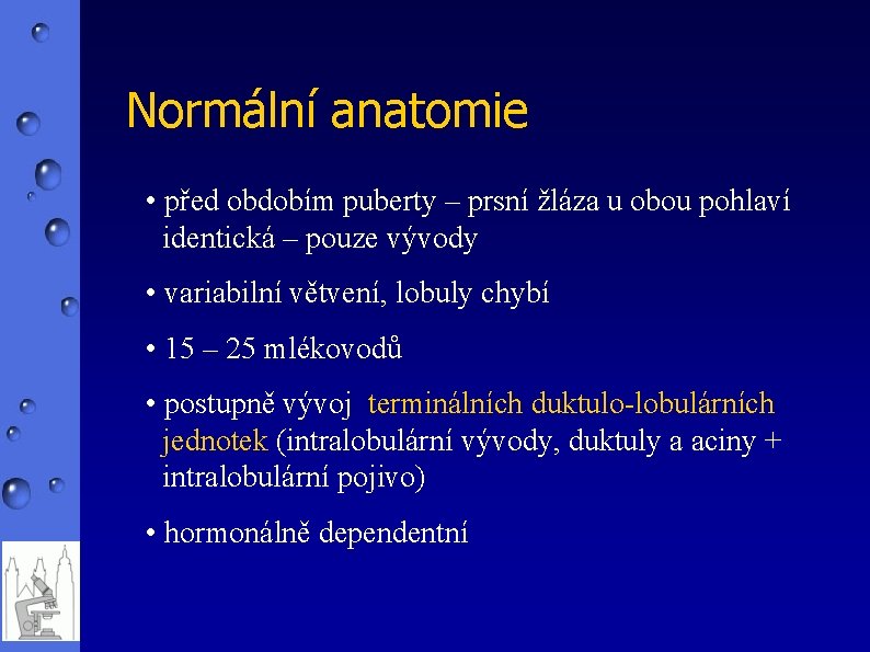 Normální anatomie • před obdobím puberty – prsní žláza u obou pohlaví identická –