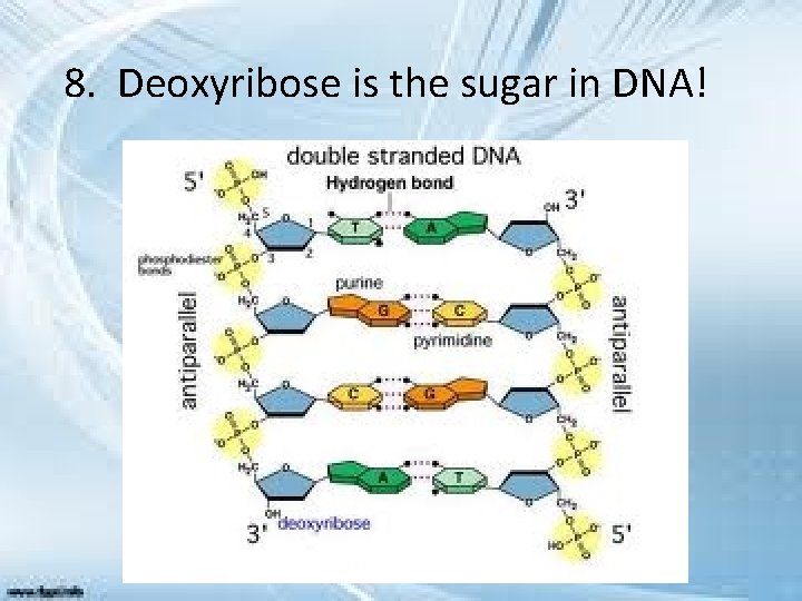 8. Deoxyribose is the sugar in DNA! 