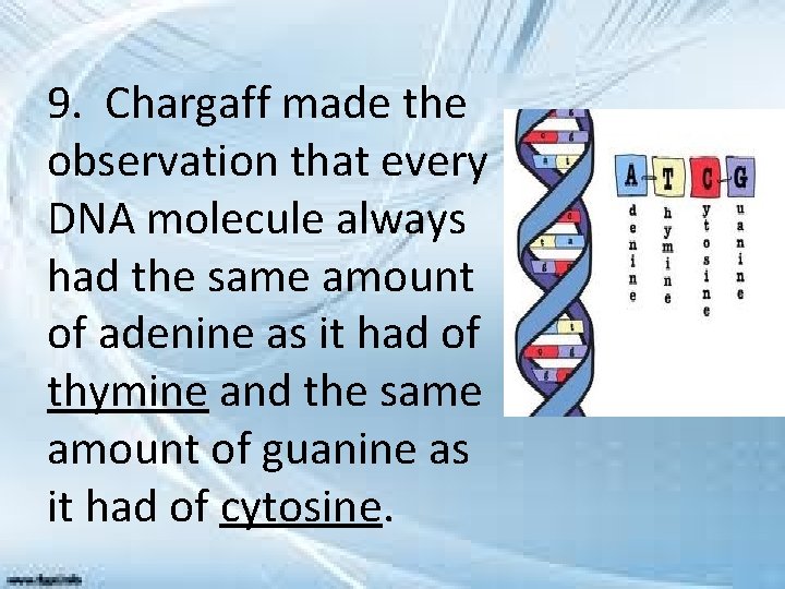 9. Chargaff made the observation that every DNA molecule always had the same amount