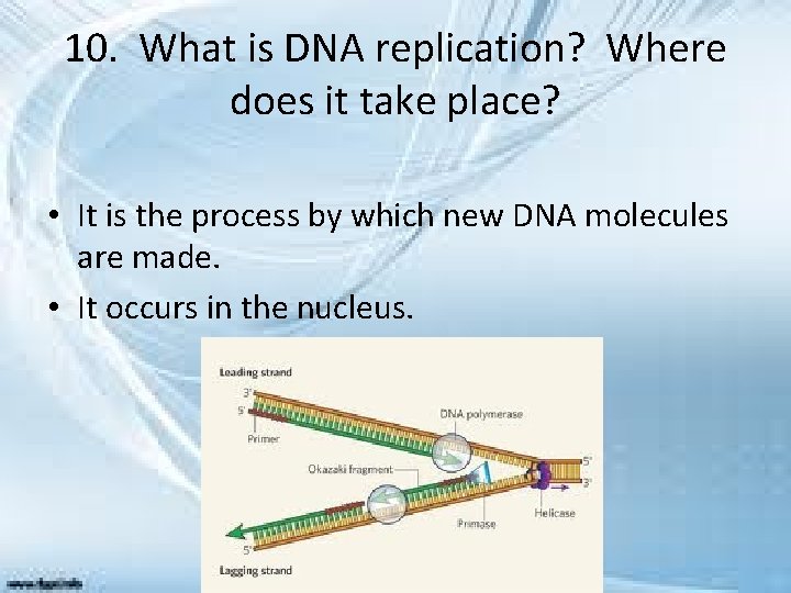 10. What is DNA replication? Where does it take place? • It is the