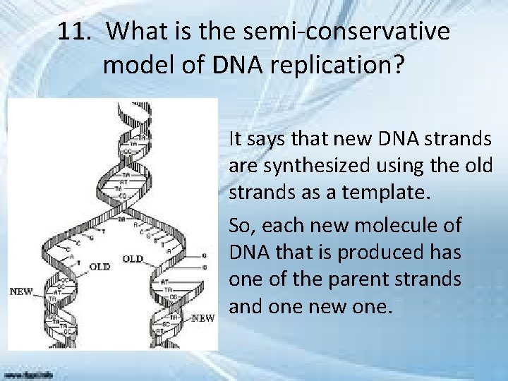 11. What is the semi-conservative model of DNA replication? • It says that new