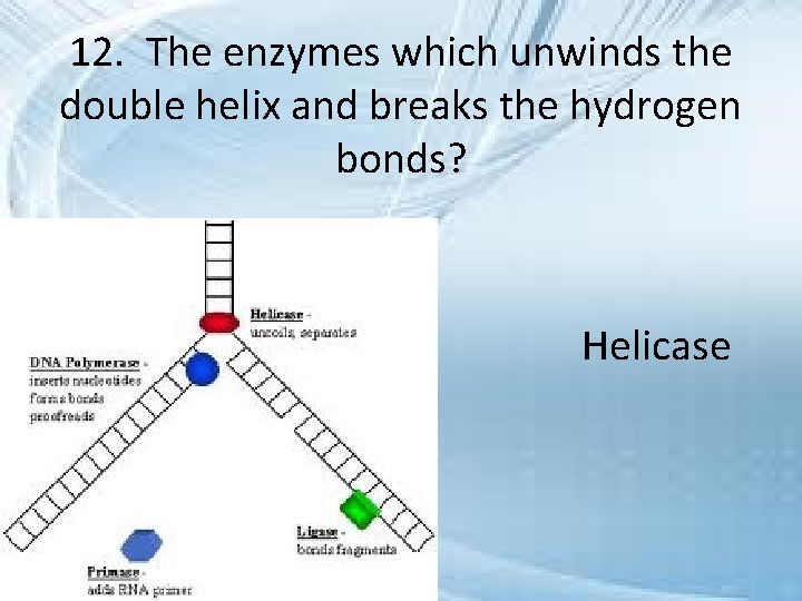 12. The enzymes which unwinds the double helix and breaks the hydrogen bonds? Helicase