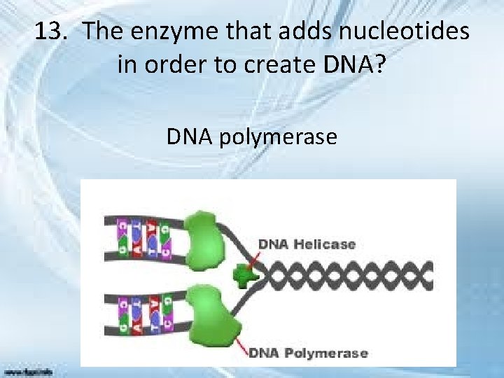 13. The enzyme that adds nucleotides in order to create DNA? DNA polymerase 