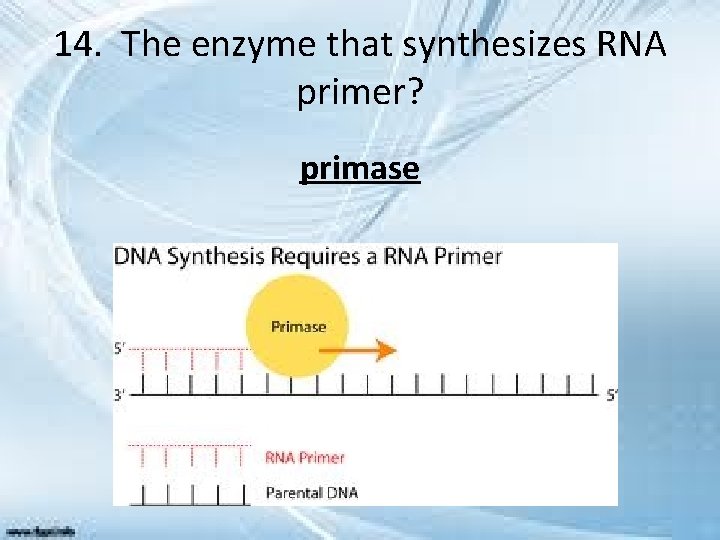 14. The enzyme that synthesizes RNA primer? primase 