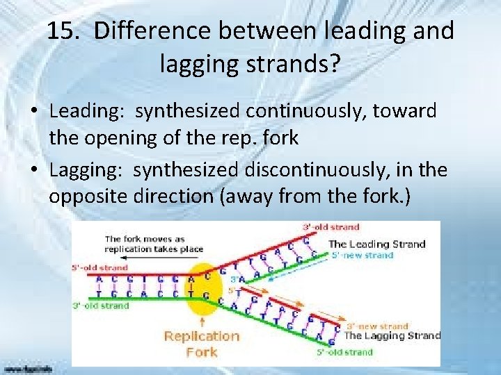 15. Difference between leading and lagging strands? • Leading: synthesized continuously, toward the opening