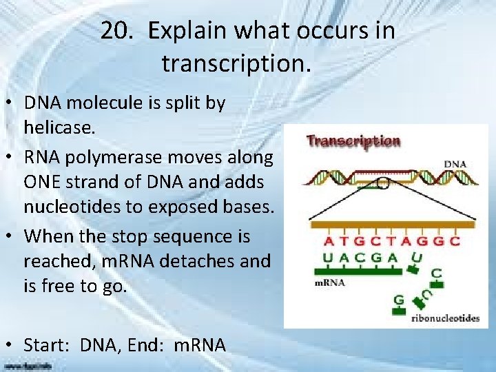 20. Explain what occurs in transcription. • DNA molecule is split by helicase. •