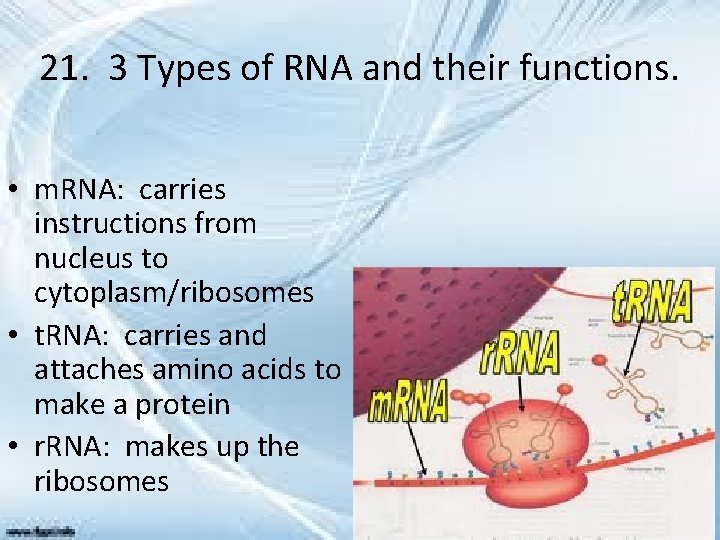 21. 3 Types of RNA and their functions. • m. RNA: carries instructions from