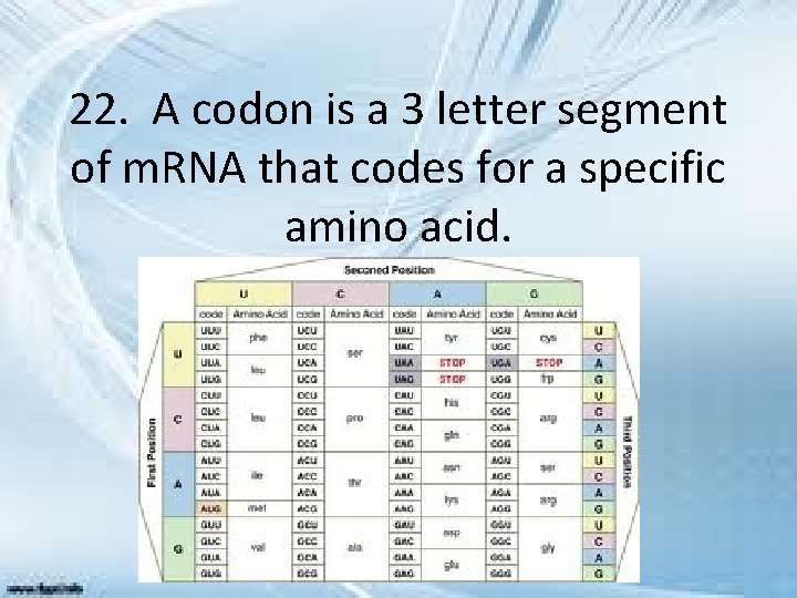 22. A codon is a 3 letter segment of m. RNA that codes for