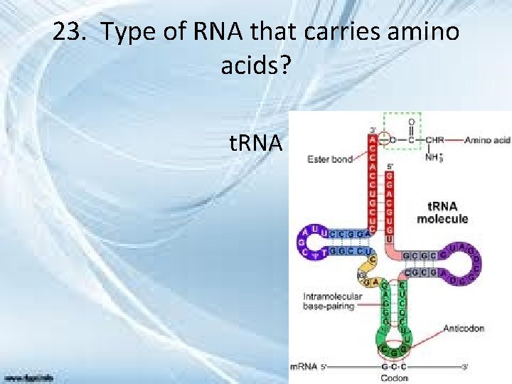 23. Type of RNA that carries amino acids? t. RNA 