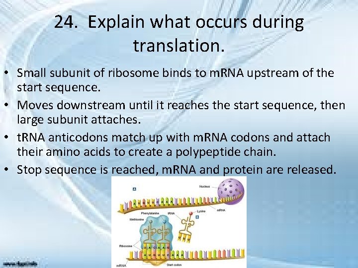 24. Explain what occurs during translation. • Small subunit of ribosome binds to m.