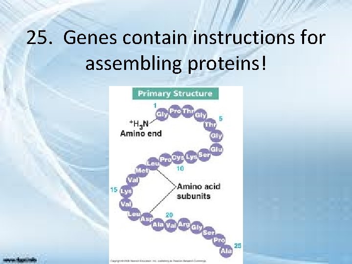 25. Genes contain instructions for assembling proteins! 