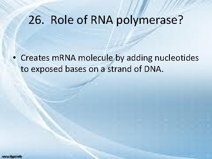 26. Role of RNA polymerase? • Creates m. RNA molecule by adding nucleotides to