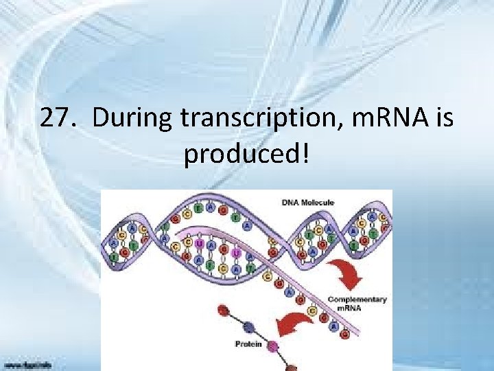 27. During transcription, m. RNA is produced! 