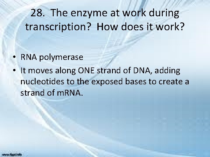 28. The enzyme at work during transcription? How does it work? • RNA polymerase