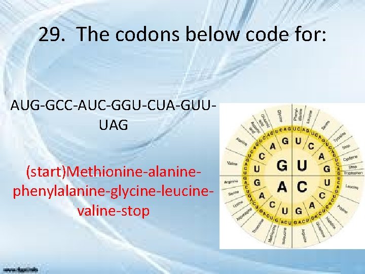 29. The codons below code for: AUG-GCC-AUC-GGU-CUA-GUUUAG (start)Methionine-alaninephenylalanine-glycine-leucinevaline-stop 