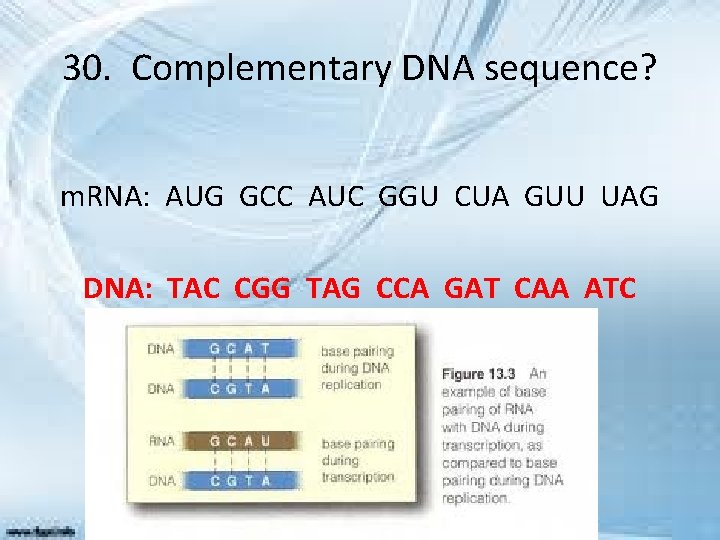 30. Complementary DNA sequence? m. RNA: AUG GCC AUC GGU CUA GUU UAG DNA: