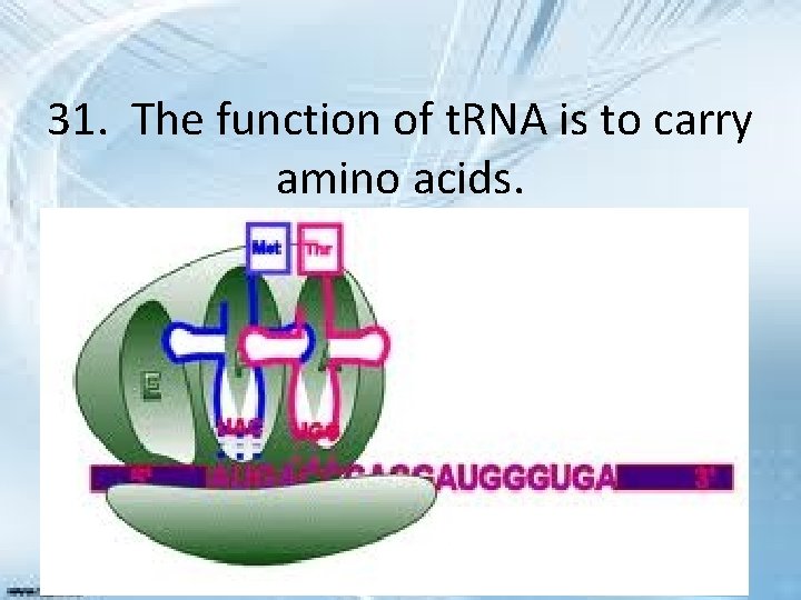 31. The function of t. RNA is to carry amino acids. 