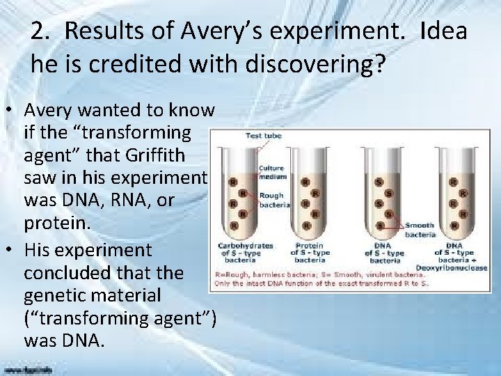 2. Results of Avery’s experiment. Idea he is credited with discovering? • Avery wanted