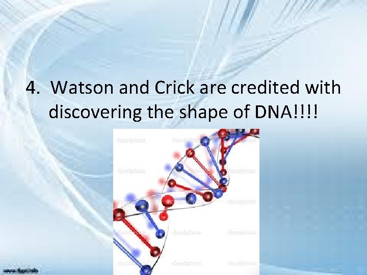 4. Watson and Crick are credited with discovering the shape of DNA!!!! 