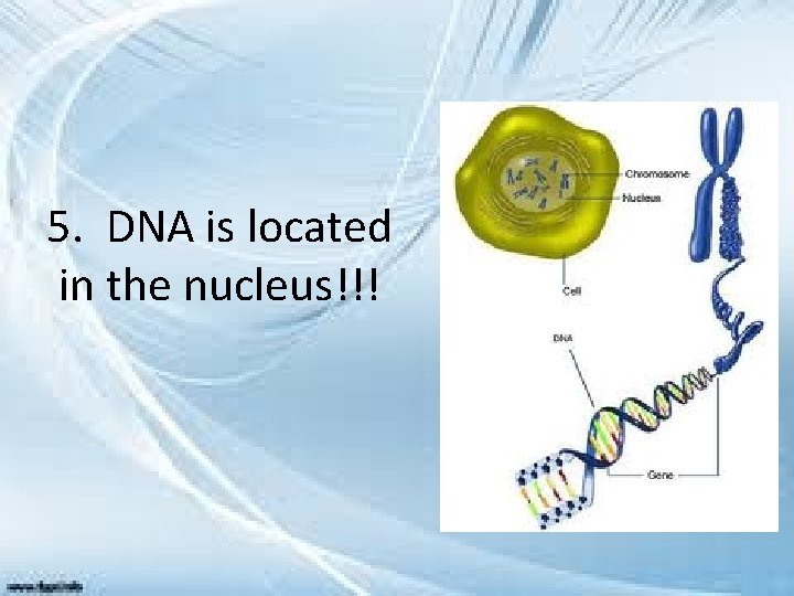 5. DNA is located in the nucleus!!! 