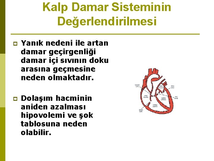 Kalp Damar Sisteminin Değerlendirilmesi p Yanık nedeni ile artan damar geçirgenliği damar içi sıvının