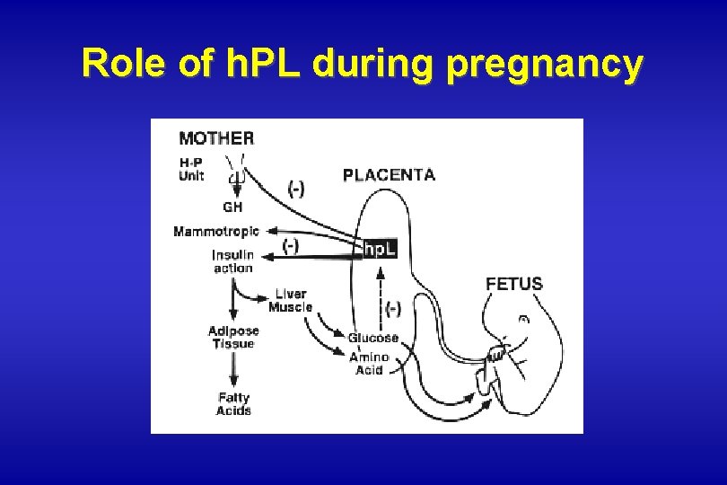 Role of h. PL during pregnancy Role of h. PL during pregnancy