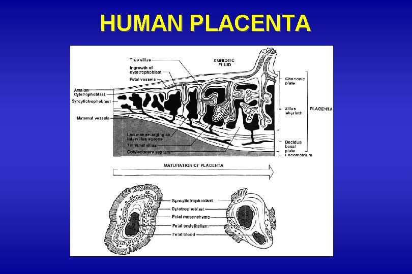 HUMAN PLACENTA HUMAN PLACENTA
