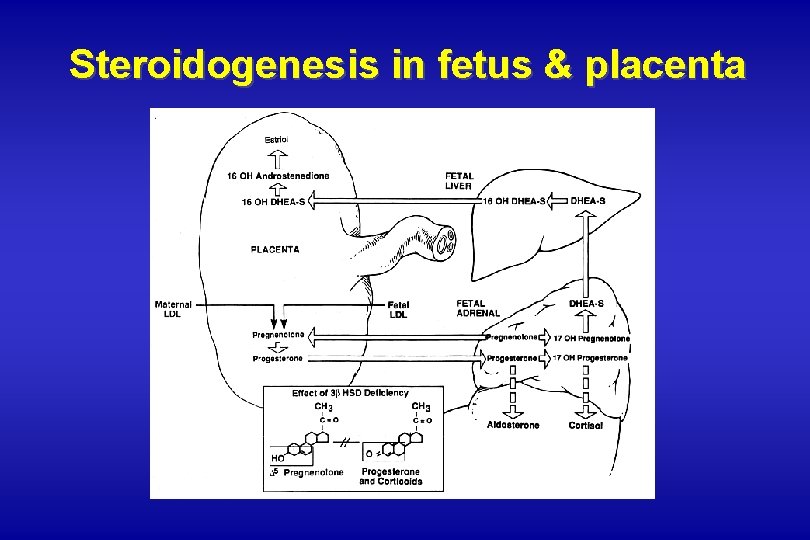 Steroidogenesis in fetus & placenta Steroidogenesis in fetus & placenta