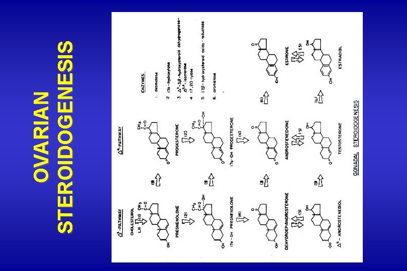 OVARIAN STEROIDOGENESIS OVARIAN STEROIDOGENESIS