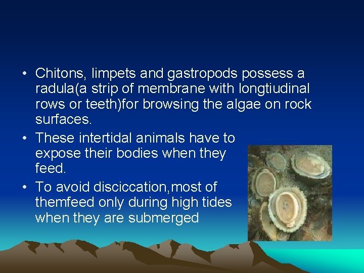 Adaptations of Animals in Rocky Shores Adaptations to