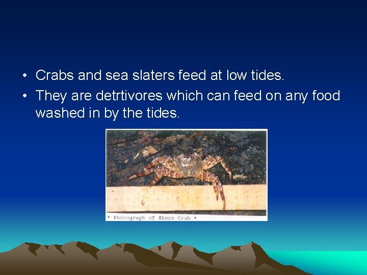 Adaptations of Animals in Rocky Shores Adaptations to