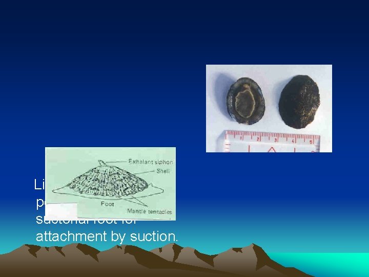 Adaptations of Animals in Rocky Shores Adaptations to