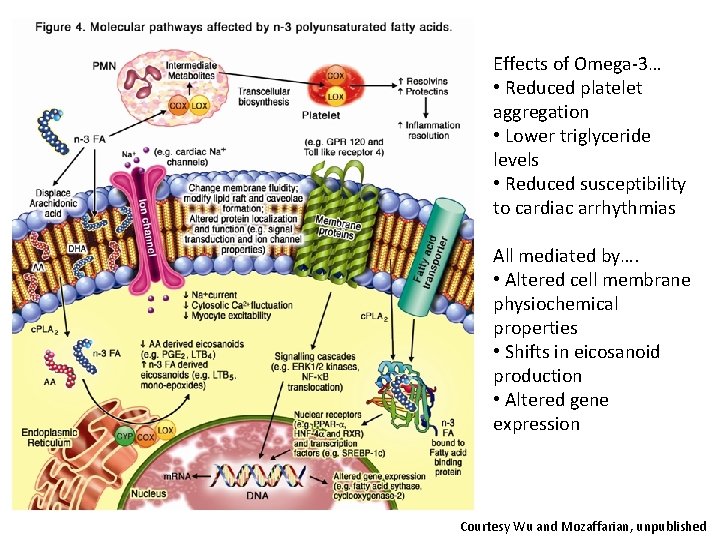 Effects of Omega-3… • Reduced platelet aggregation • Lower triglyceride levels • Reduced susceptibility