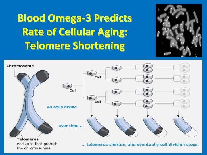 Blood Omega-3 Predicts Rate of Cellular Aging: Telomere Shortening 