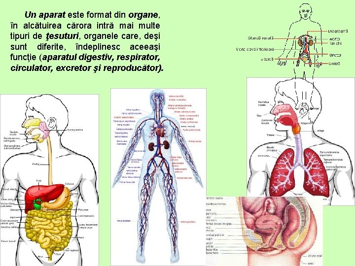 Un aparat este format din organe, în alcătuirea cărora intră mai multe tipuri de