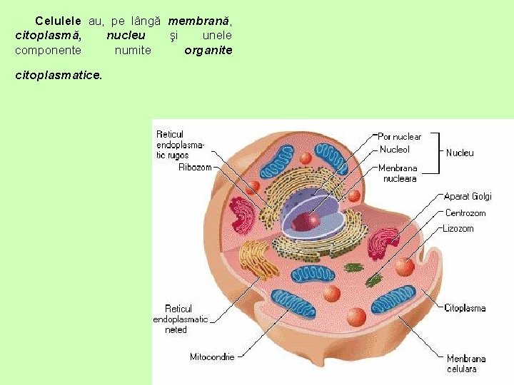 Celulele au, pe lângă membrană, citoplasmă, nucleu şi unele componente numite organite citoplasmatice. 